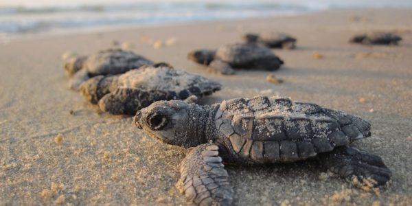 sea-turtles-1503461_1280